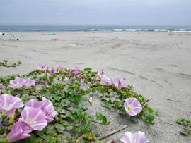北の里浜 花のかけはしプロジェクトinアカプラ